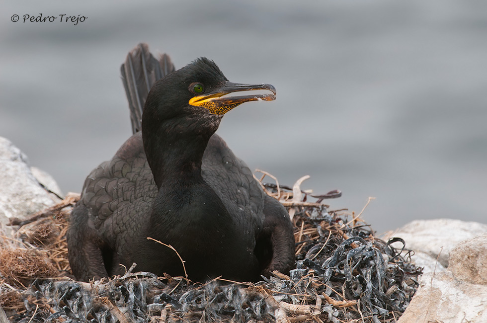 Cormorán moñudo (Phalacrocorax aristotelis)